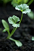 PARSLEY SEEDLING