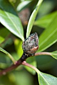 RHODODENDRON BUD BLAST