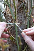 TYING A RAMBLING ROSE