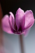 CYCLAMEN COUM