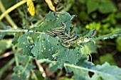 CATERPILLARS   CABBAGE WHITE BUTTERFLY