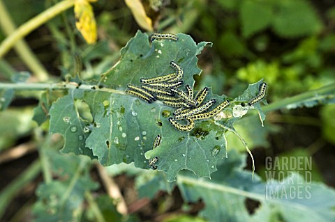 CATERPILLARS___CABBAGE_WHITE_BUTTERFLY