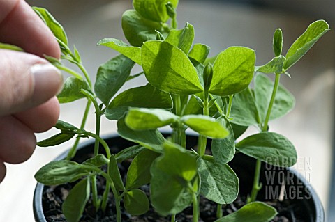 PINCH_OUT_TIPS_OF_SWEET_PEA_PLANTS