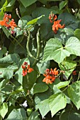 RUNNER BEAN PICKWICK WITH FLOWER