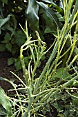 DAMAGE BY CABBAGE WHITE BUTTERFLY CATERPILLARS