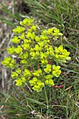 EUPHORBIA AMYGDALOIDES