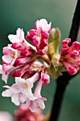 VIBURNUM X BODNANTENSE CHARLES LAMONT