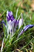 CROCUS TOMMASINIANUS