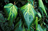 HEDERA COLCHICA,  PADDYS PRIDE,  PERSIAN IVY