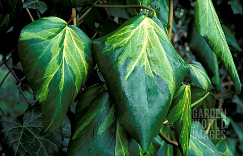 _HEDERA_COLCHICA__PADDYS_PRIDE__PERSIAN_IVY