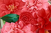 CAMELLIA MIXED ARRANGEMENT,  DEW AND WATER DROPLETS