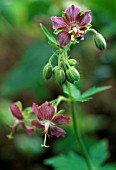 GERANIUM PHAEUM ROSE MADDER (DUSKY CRANESBILL)