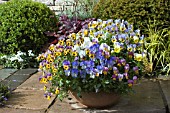 POT OF MIXED VIOLAS