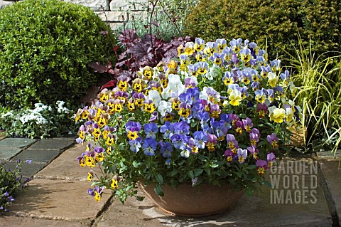 POT_OF_MIXED_VIOLAS