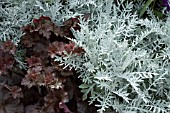 SANTOLINA AND HEUCHERA FOLIAGE