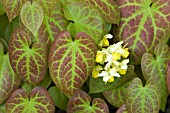 EPIMEDIUM GRANDIFLORUM