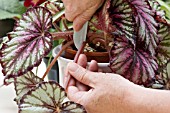 SELECT BEGONIA LEAF TO MAKE CUTTINGS