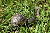 HELIX ASPERSA   GARDEN SNAIL