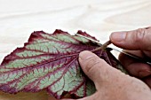 CUTTING OFF BEGONIA LEAF STALK