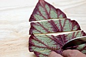 CUTTING BEGONIA LEAF INTO PIECES FOR PROPAGATION