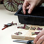 PLACING BEGONIA CUTTINGS INTO SOIL