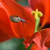 SNAIL ON RED TULIP