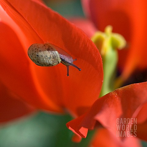SNAIL_ON_RED_TULIP