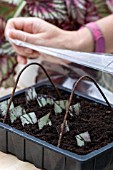 COVER BEGONIA CUTTINGS WITH PLASTIC OVER HOOPS