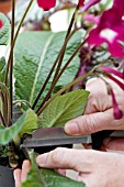 TAKING A  LEAF CUTTING FROM A STREPTOCARPUS