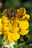 ERYSIMUM BREDON