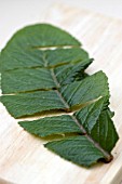 LEAF CUTTING   STREPTOCARPUS