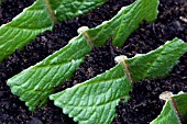 STREPTOCARPUS LEAF CUTTINGS