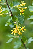 RIBES ODORATUM