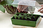 COVER STREPTOCARPUS CUTTINGS