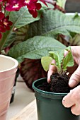 POTTING UP YOUNG STREPTOCARPUS