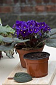 LEAF CUTTING OF SAINTPAULIA IONANTHA, (AFRICAN VIOLET)