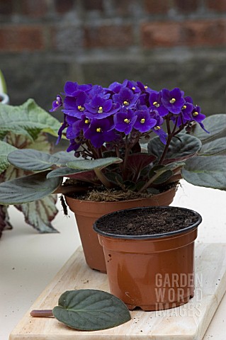 LEAF_CUTTING_OF_SAINTPAULIA_IONANTHA_AFRICAN_VIOLET