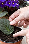 PLANTING SAINTPAULIA IONANTHA (AFRICAN VIOLET) LEAF CUTTING INTO COMPOST