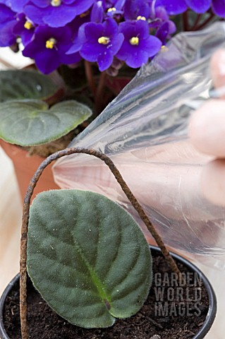COVERING_AFRICAN_VIOLET_LEAF_WITH_PLASTIC