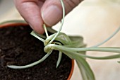 ROOTS FORMING ON SHOOT OF CHLOROPHYTUM COMOSUM,  (SPIDER PLANT)