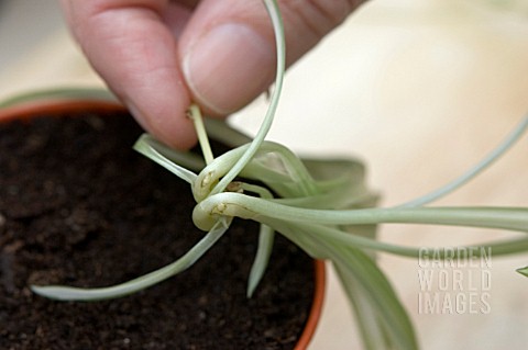 ROOTS_FORMING_ON_SHOOT_OF_CHLOROPHYTUM_COMOSUM__SPIDER_PLANT
