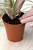 POTTING UP YOUNG SPIDER PLANT