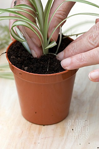 POTTING_UP_YOUNG_SPIDER_PLANT