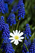 MUSCARI WITH ANEMONE