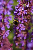 BEE ON SALVIA X SUPERBA