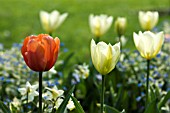 TULIPA APRICOT BEAUTY WITH TULIPA PURISSIMA