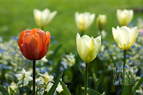 TULIPA_APRICOT_BEAUTY_WITH_TULIPA_PURISSIMA