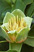 LIRIODENDRON TULIPIFERA,  (TULIP TREE)