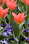 TULIPA ORIENTAL BEAUTY WITH ANEMONE BLANDA BLUE SHADES