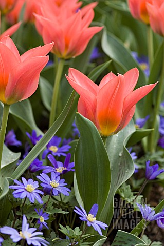 TULIPA_ORIENTAL_BEAUTY_WITH_ANEMONE_BLANDA_BLUE_SHADES